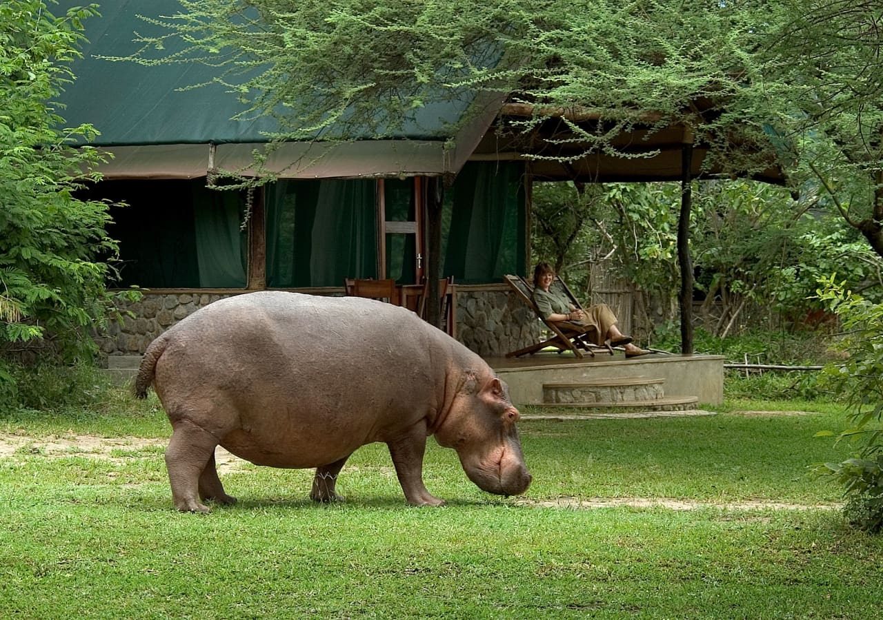 Mvuu camp hippo spotted on camp 1280