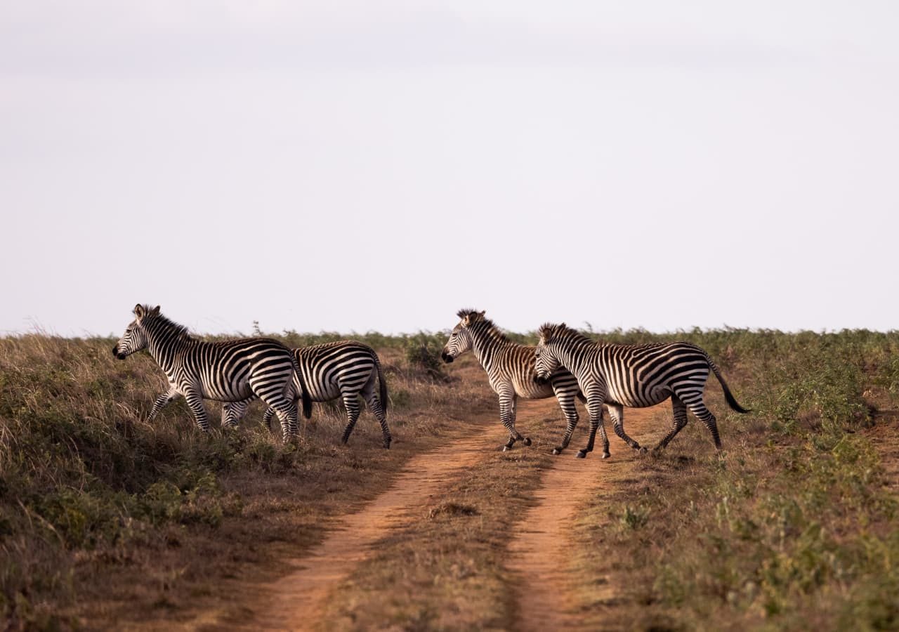 Chelinda lodge zebras spotted on a game drive 1280