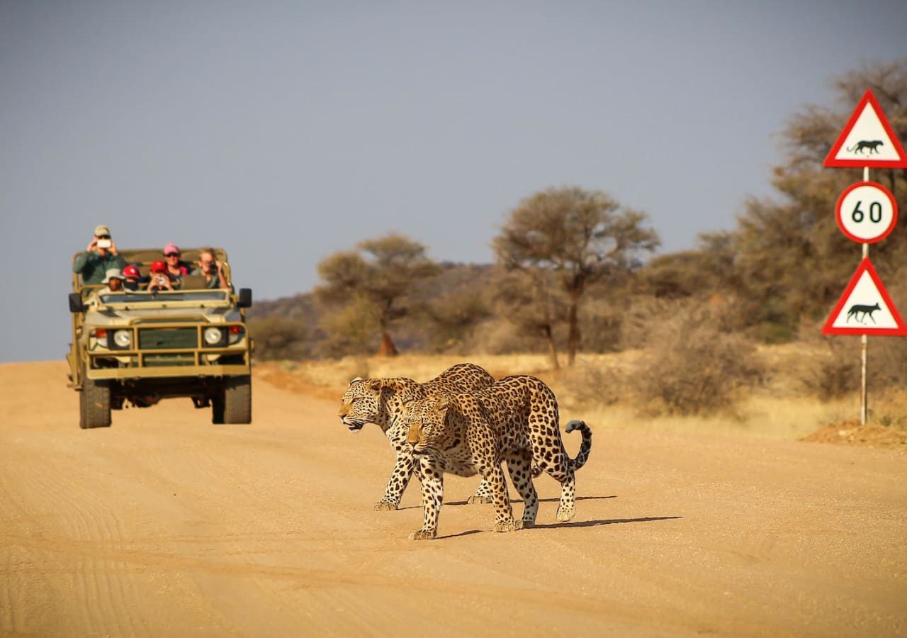 Okonjima luxury bush camp game drive experience 1280