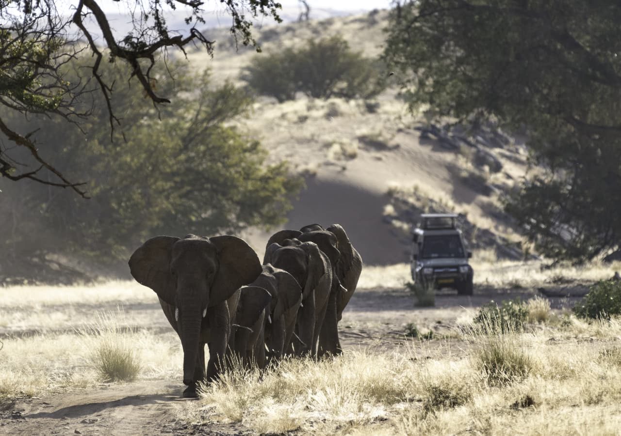 Damaraland camp elephant herd on game drive 1280