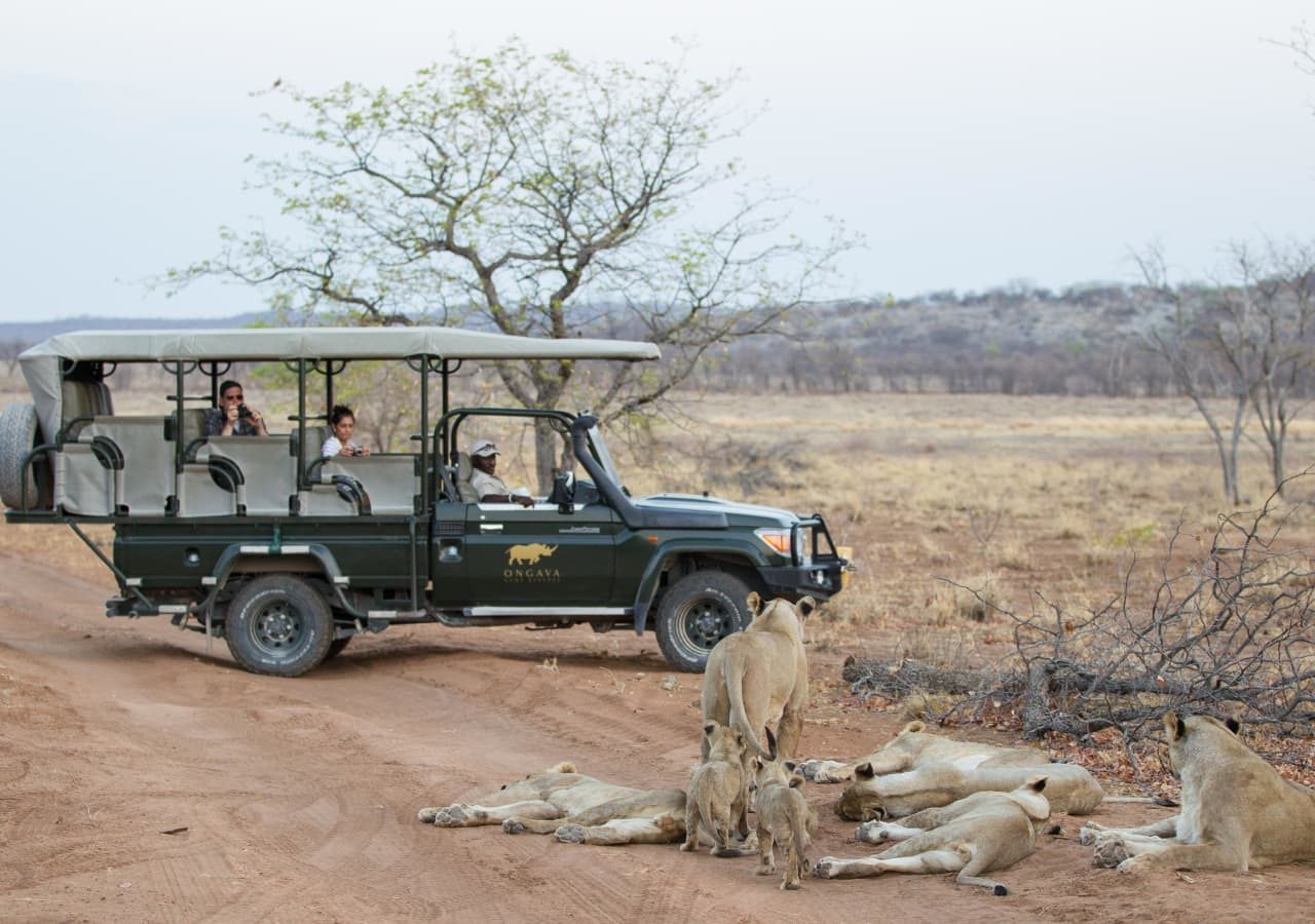 Anderssons at ongava lion game drive 1280