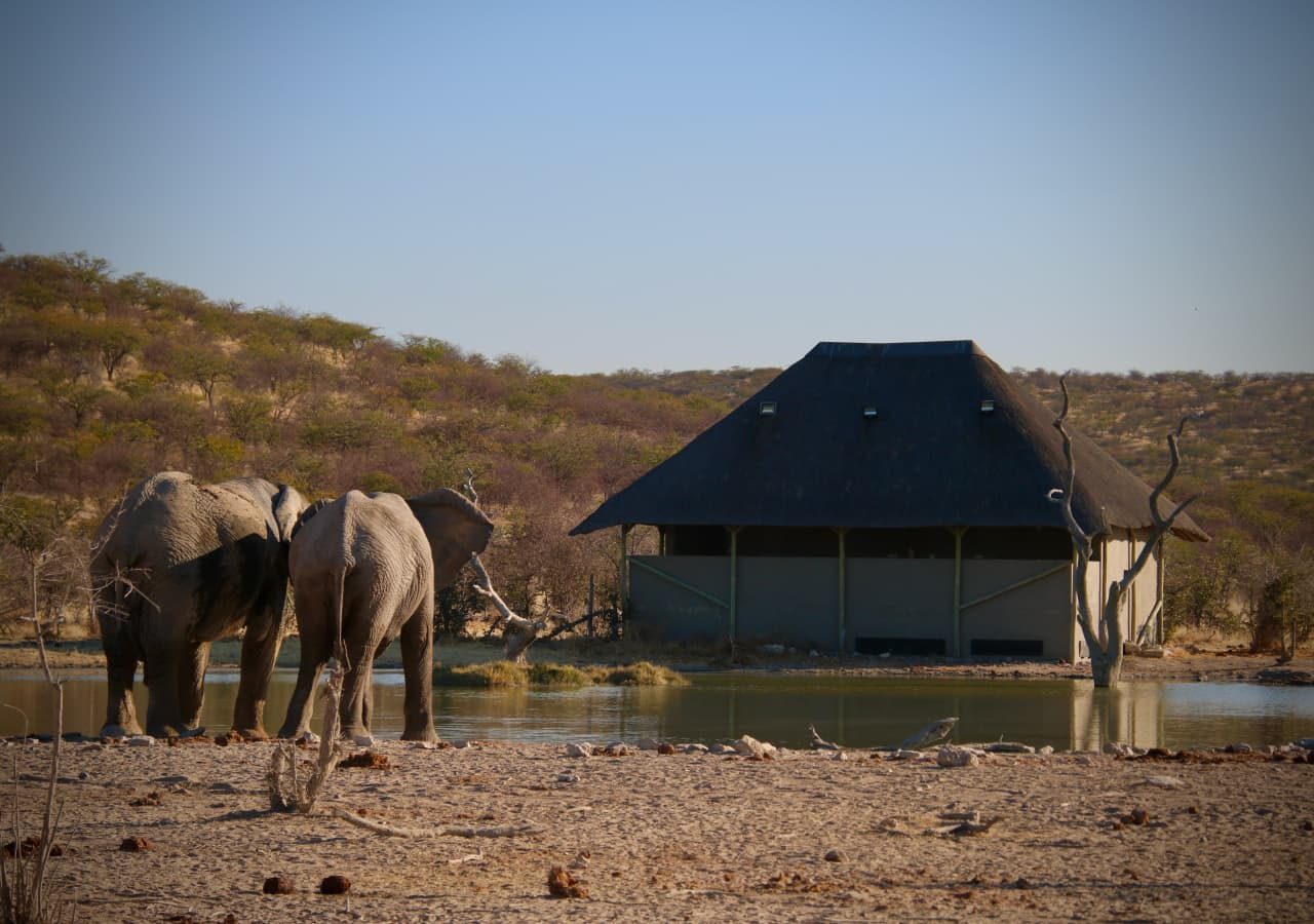 Etosha safarihoek lodge elephants at the hide 1280