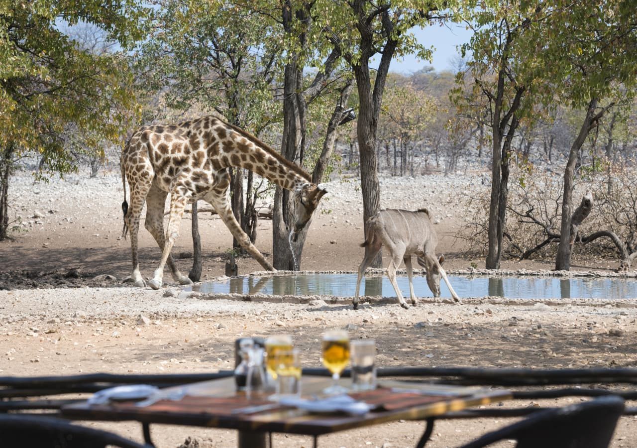 Ongava tented camp giraffe at the watering hole 1280