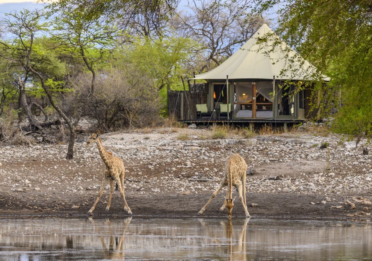 Onguma tented camp giraffe at the watering hole 1280