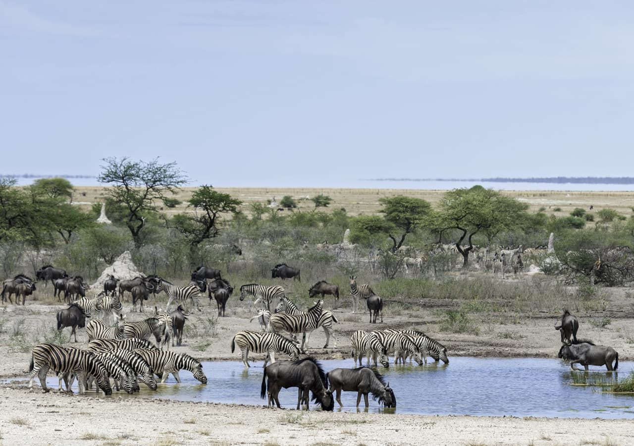 Onguma the fort animals gathering at the watering hole 1280