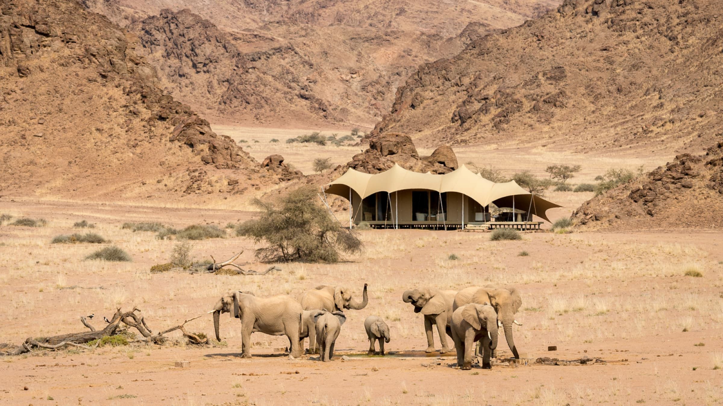 Hoanib skeleton coast camp elephants outside the camp 2400