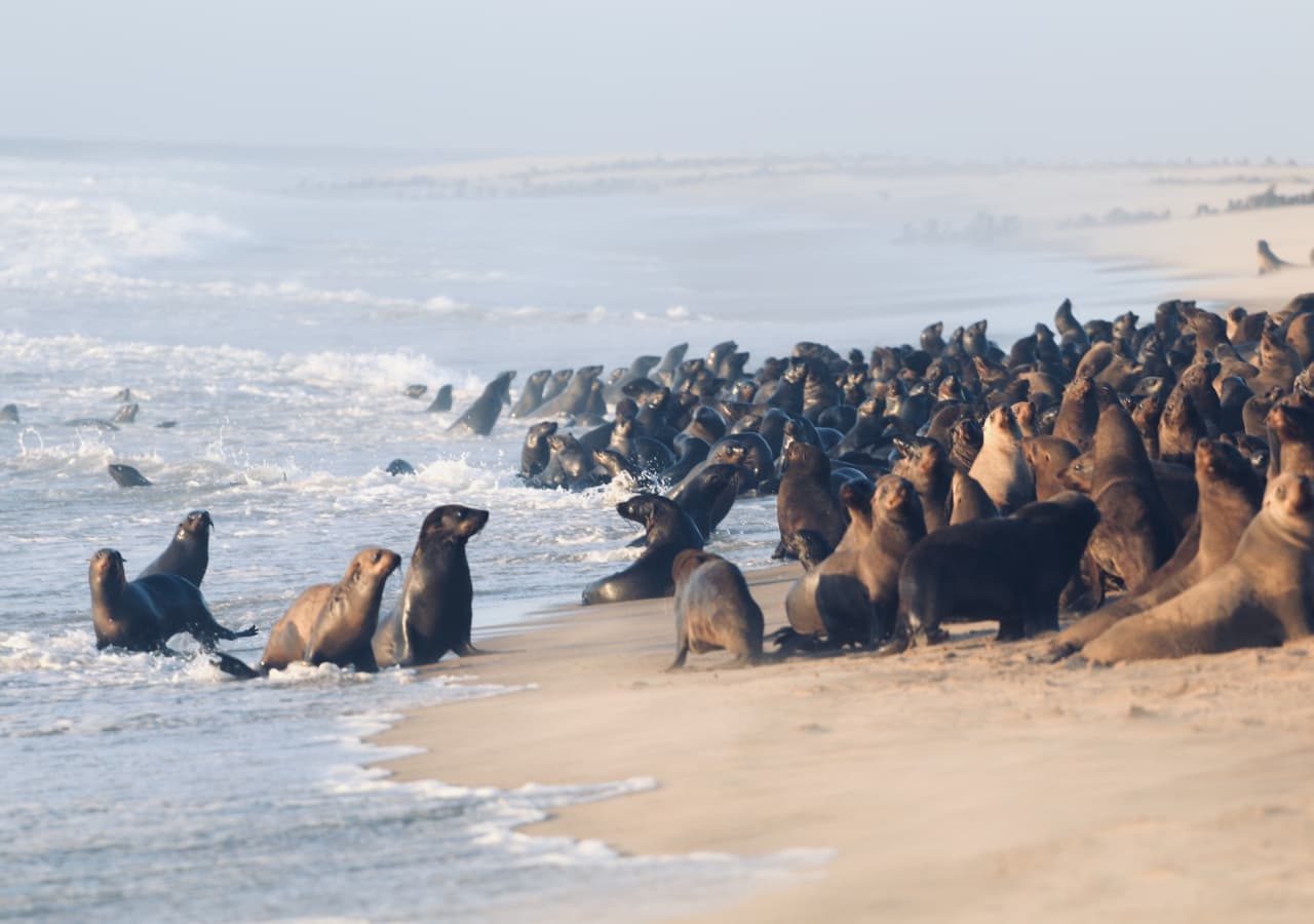 Pelican point lodge seals resting on the beach 1280