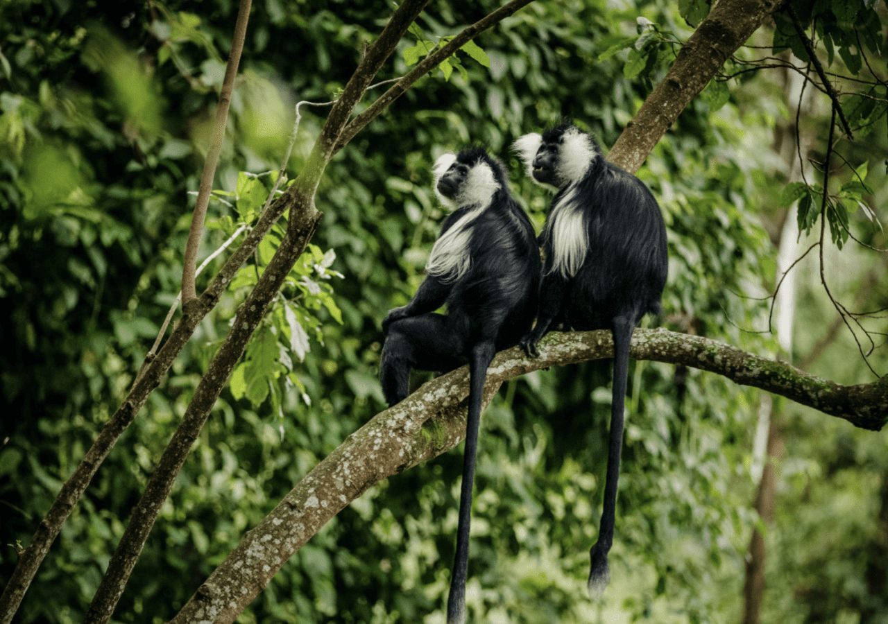 One and only nyungwe house colobus monkey trek 1280