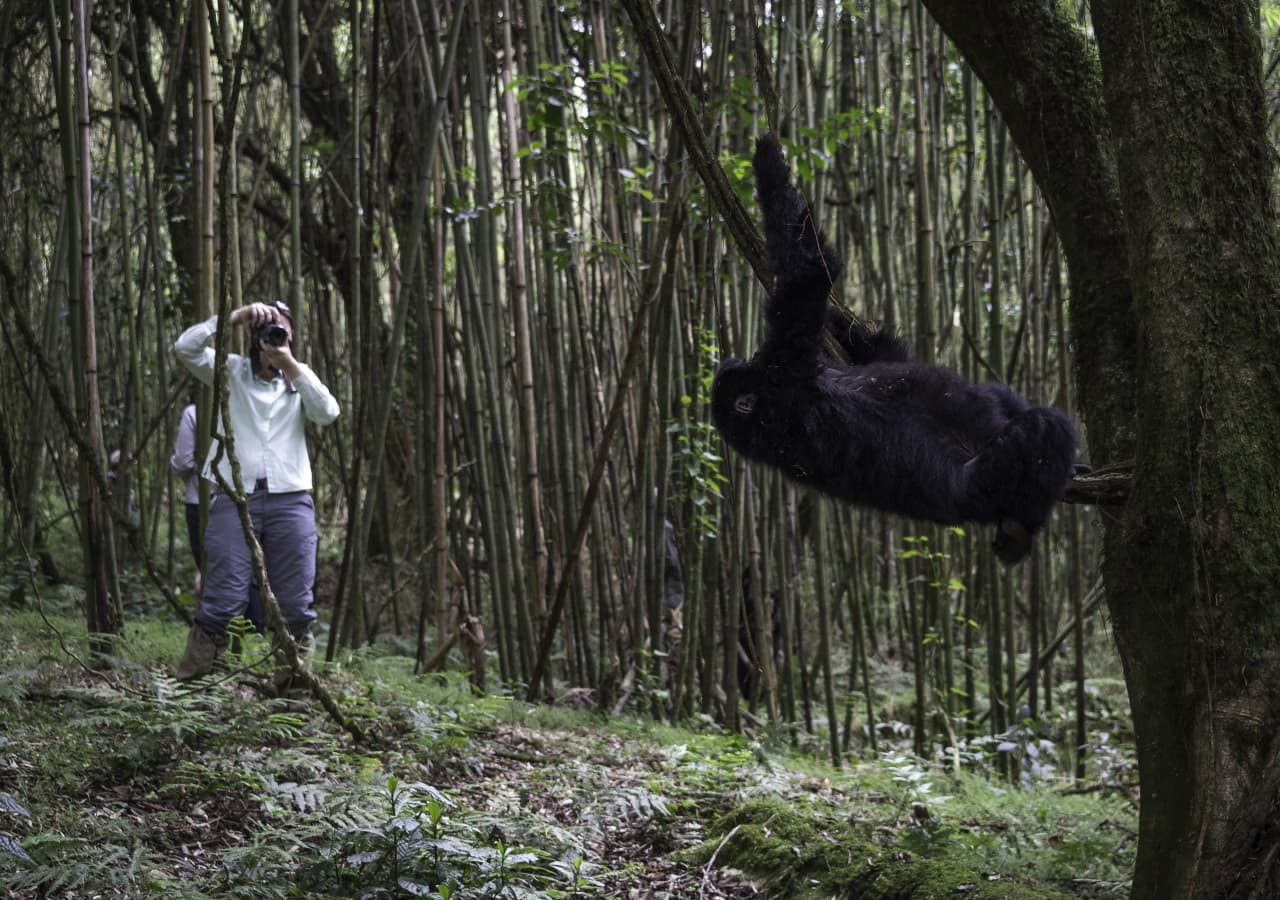 Bisate lodge gorilla trek experience 1280