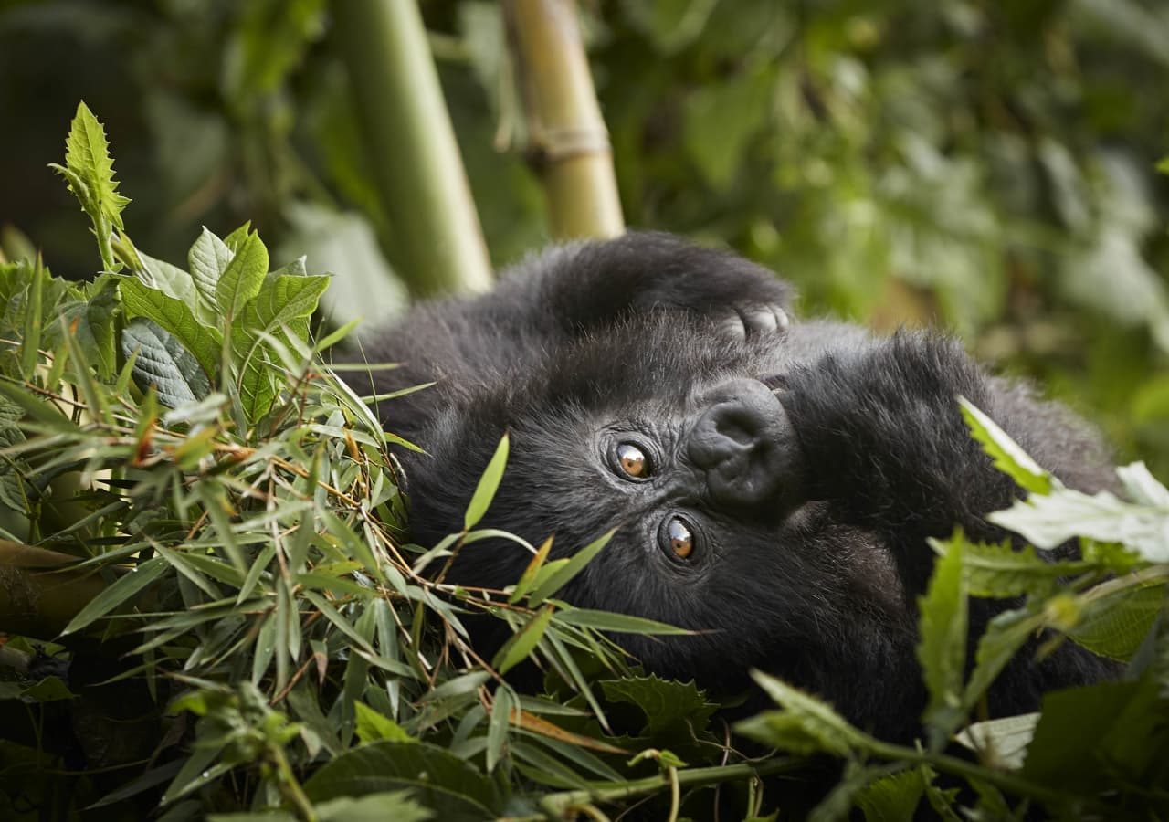 Oneandonly gorillas nest gorilla trek 1280