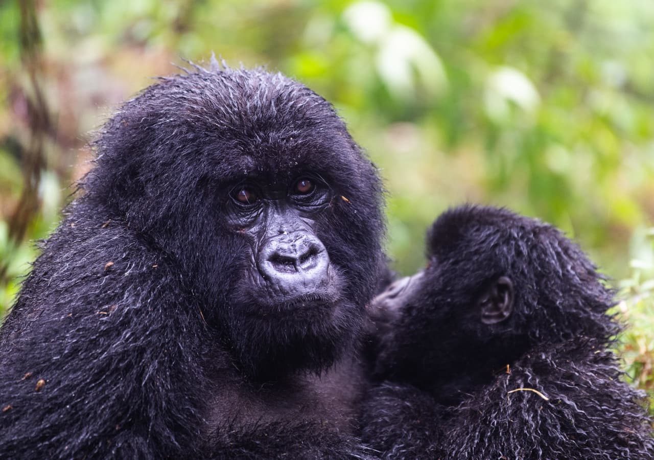 Sabyinyo silverback lodge gorilla trekking experience 1280