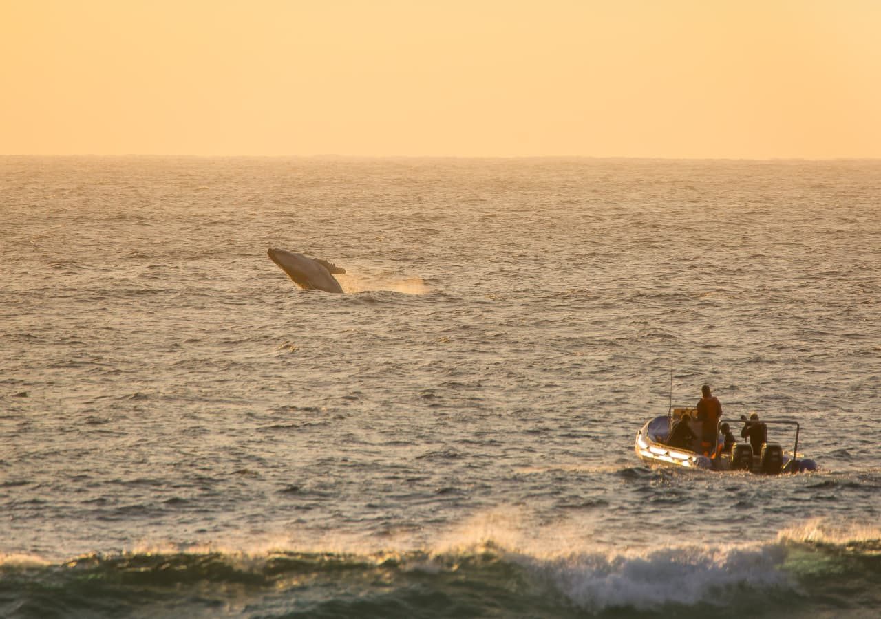 Thonga beach lodge whale watching from the deck 1280