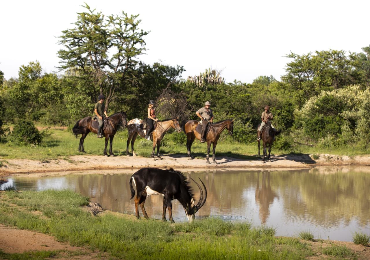 Ants hill horse safari by teagan cunniffe 1280