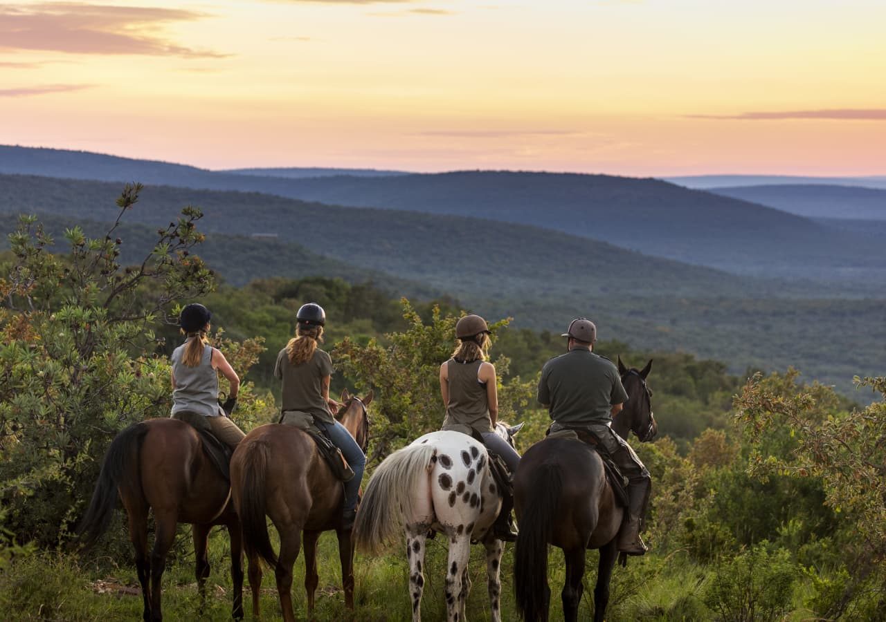 Ants nest horse safari by teagan cunniffe 1280