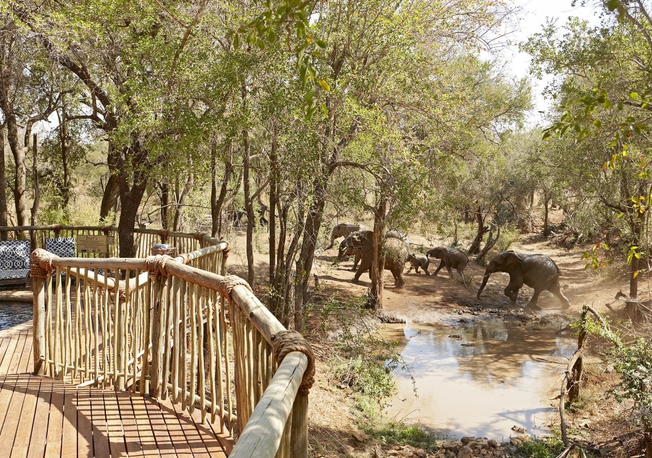 Jacis safari lodge nare suite elephant viewing from the verandah 1280