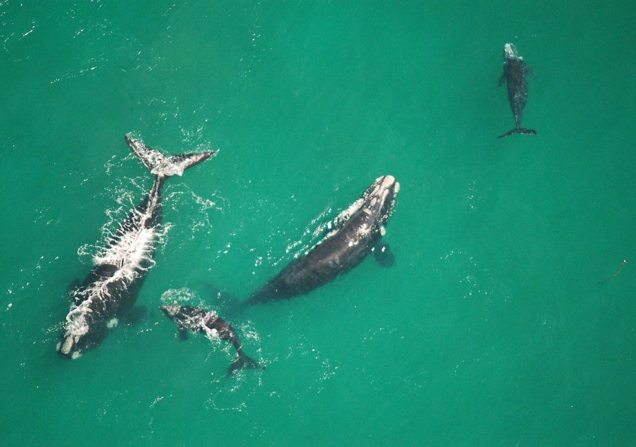 The marine the marine whale watching 1280