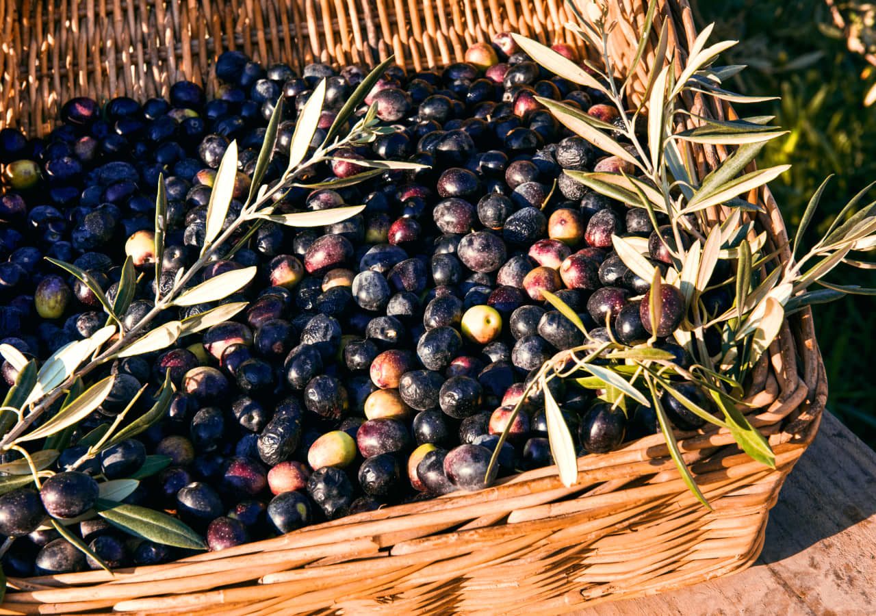 Galenia estate fresh olives grown on the estate 1280