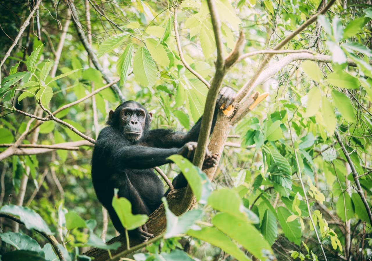 Greystoke mahale chimp trekking experience 1280