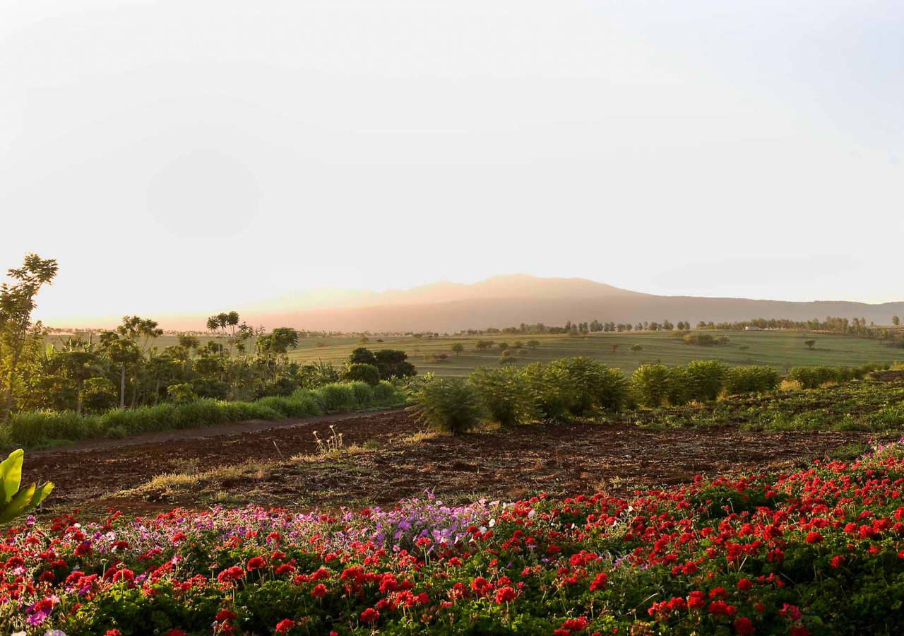 Ngorongoro farm house the beautiful surroundings 1280