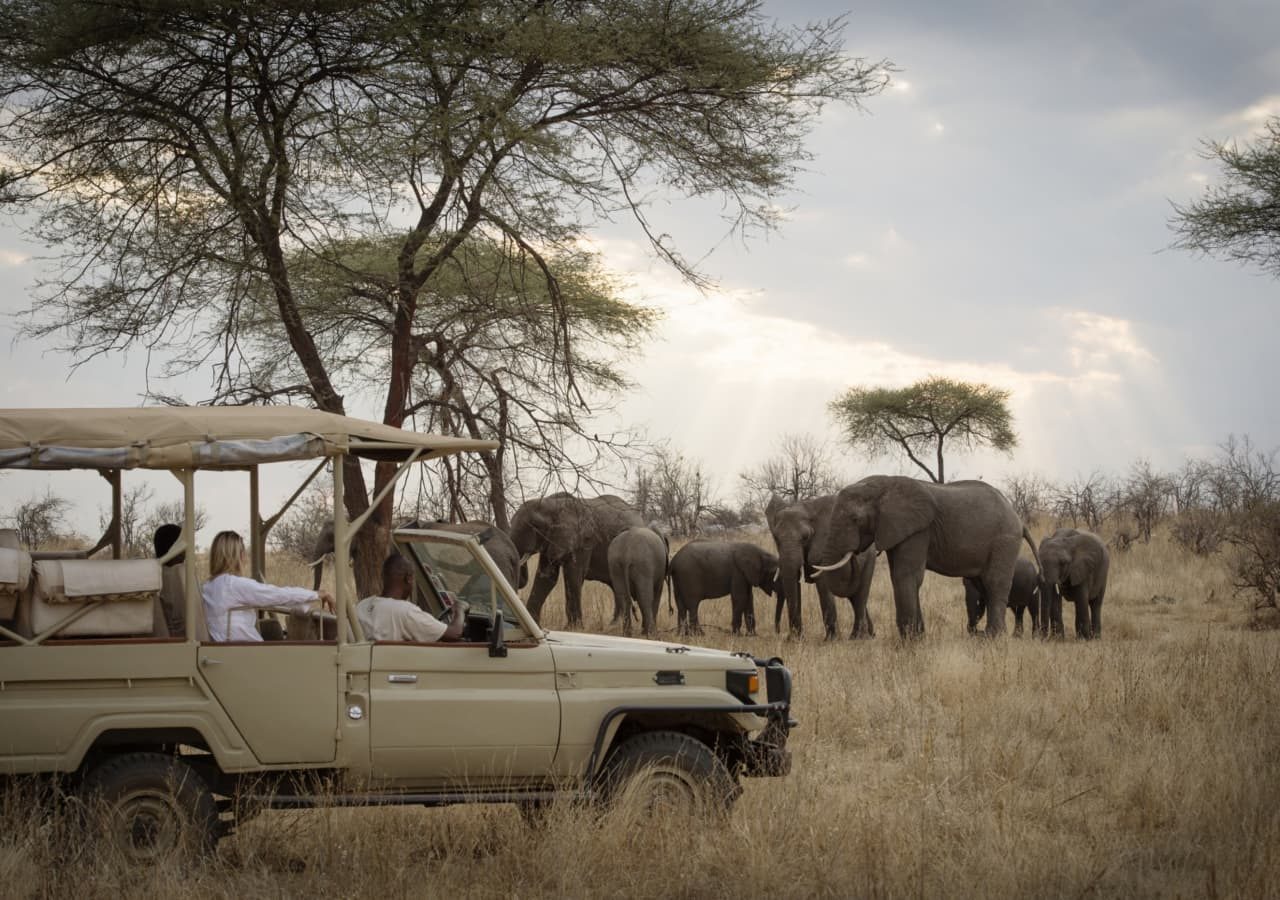 Kigelia ruaha elephant sighting on a game drive 1280