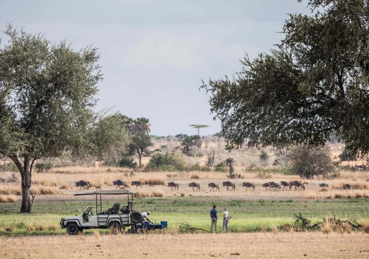 Sand rivers selous game drive stop and wildebeest sighting 1280