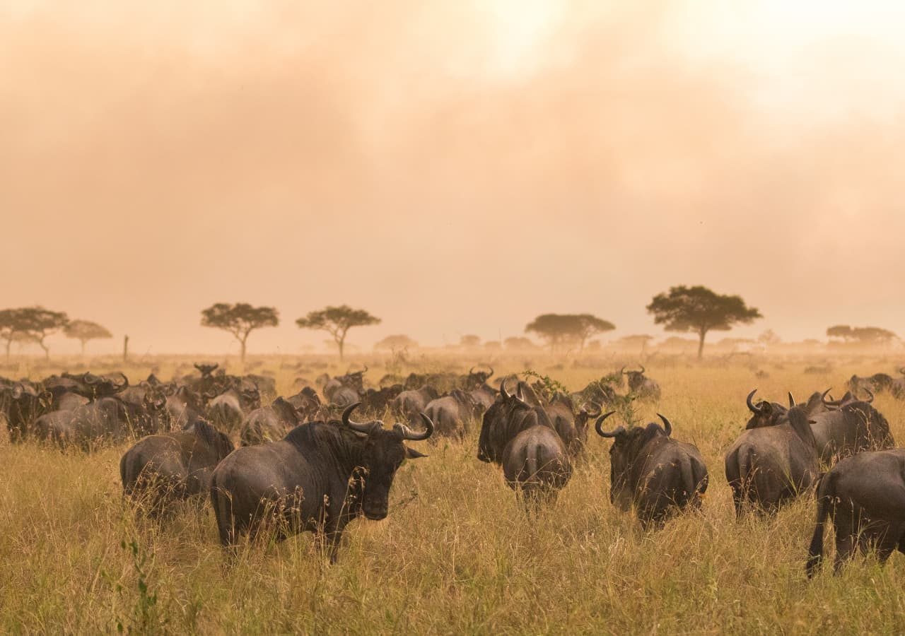 Lamai serengeti watch the wildebeest migration from camp 1280