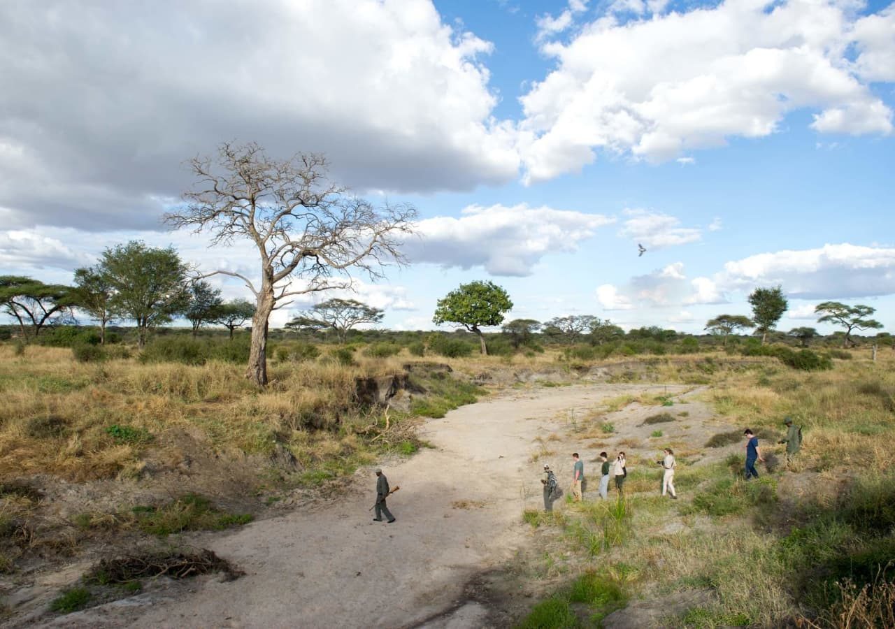 Kuro tarangire walking safari in tarangire national park 1280