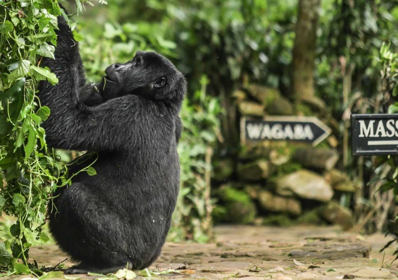 Volcanoes bwindi lodge gorilla at the lodge 1280