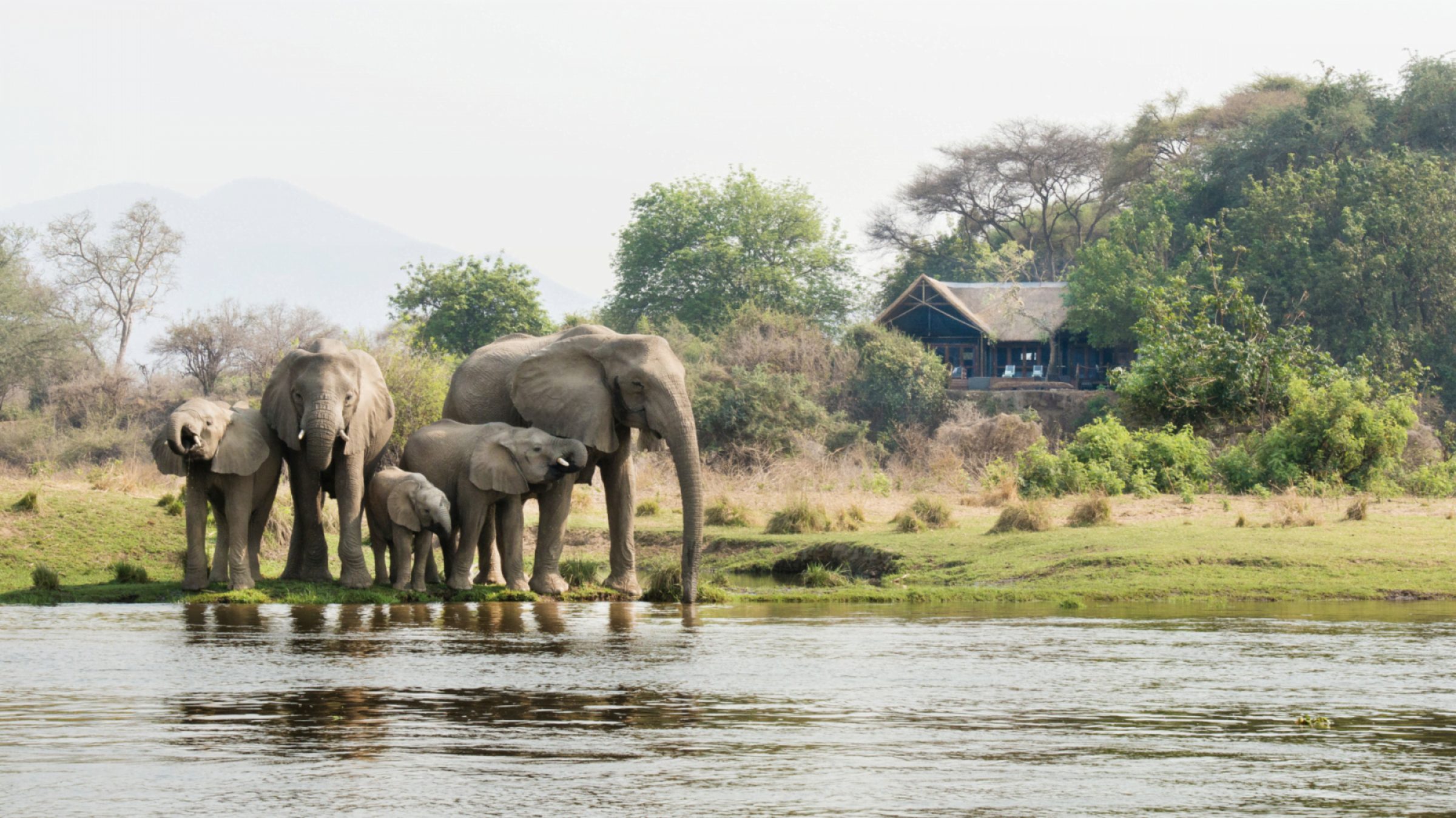 Chiawa camp elephants by the camp 2400