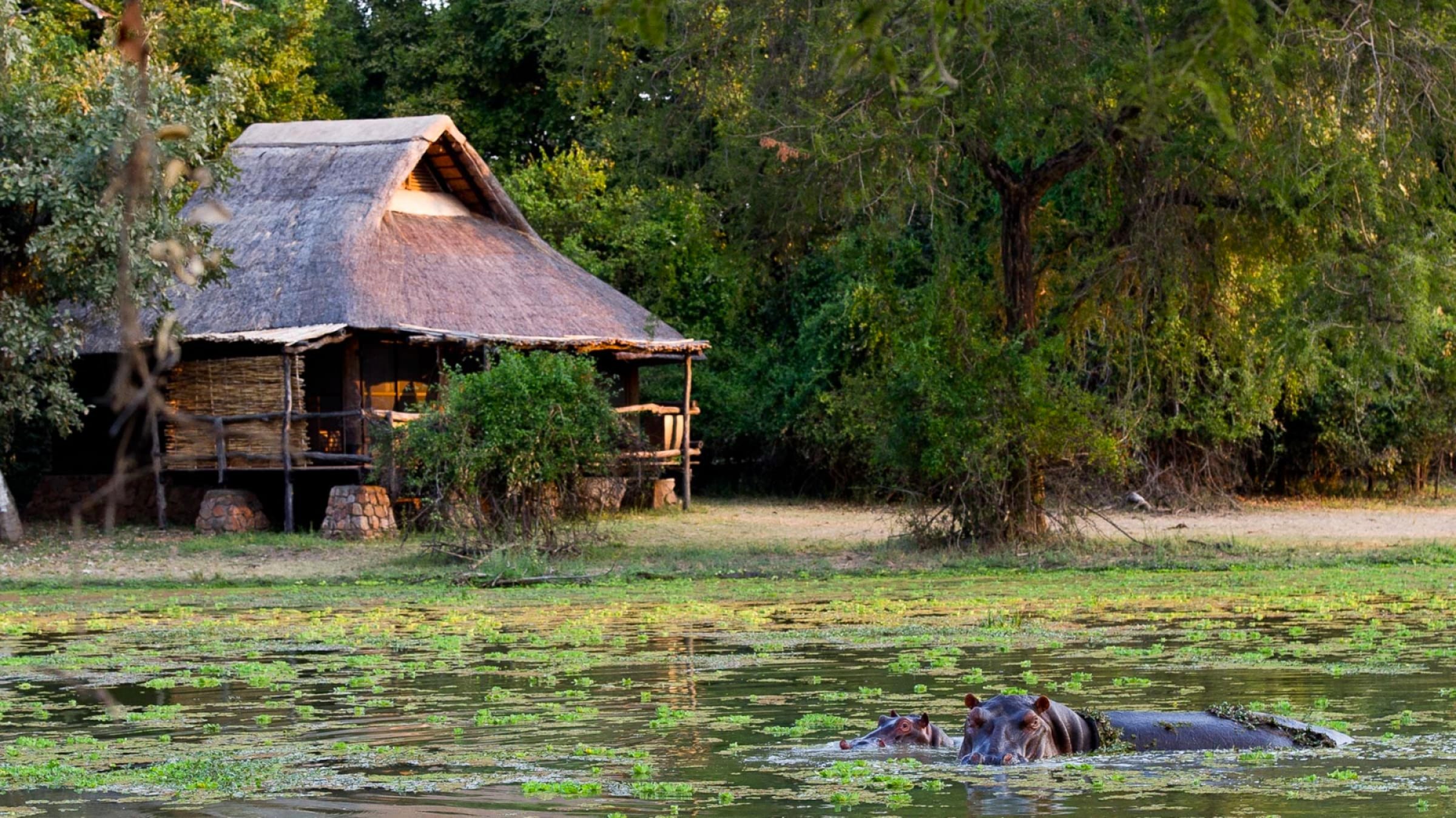 Mfuwe lodge hippos in the river 2400