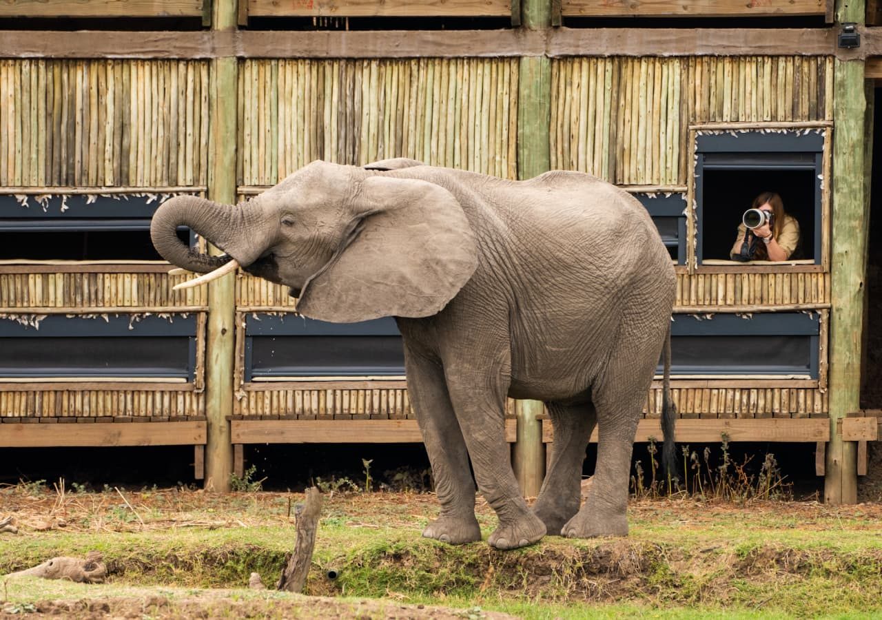 Puku ridge camp elephant viewing from the hide 1280