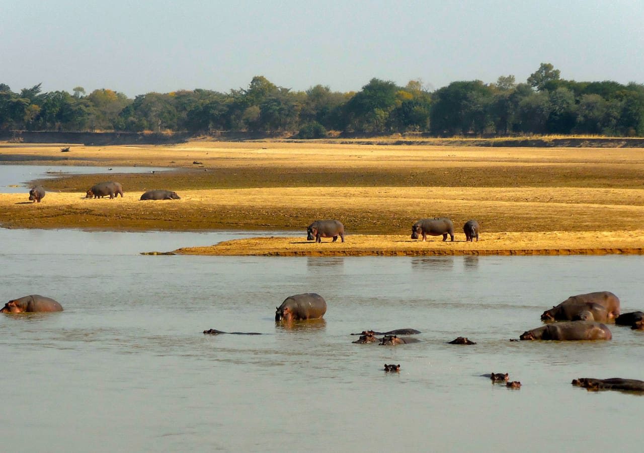 Three rivers camp hippos spotted from camp 1280