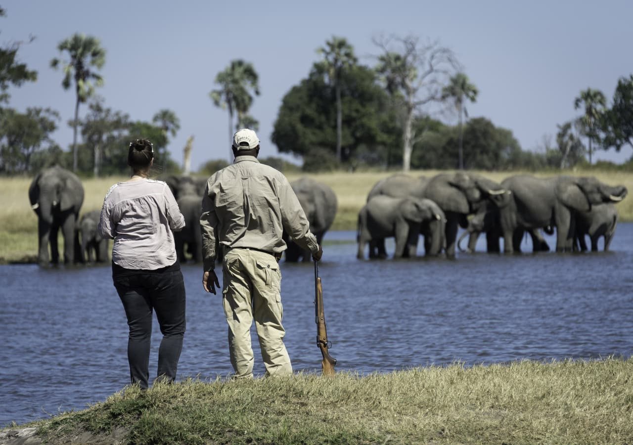 Davisons camp elephant sighting on a walking safari 1280