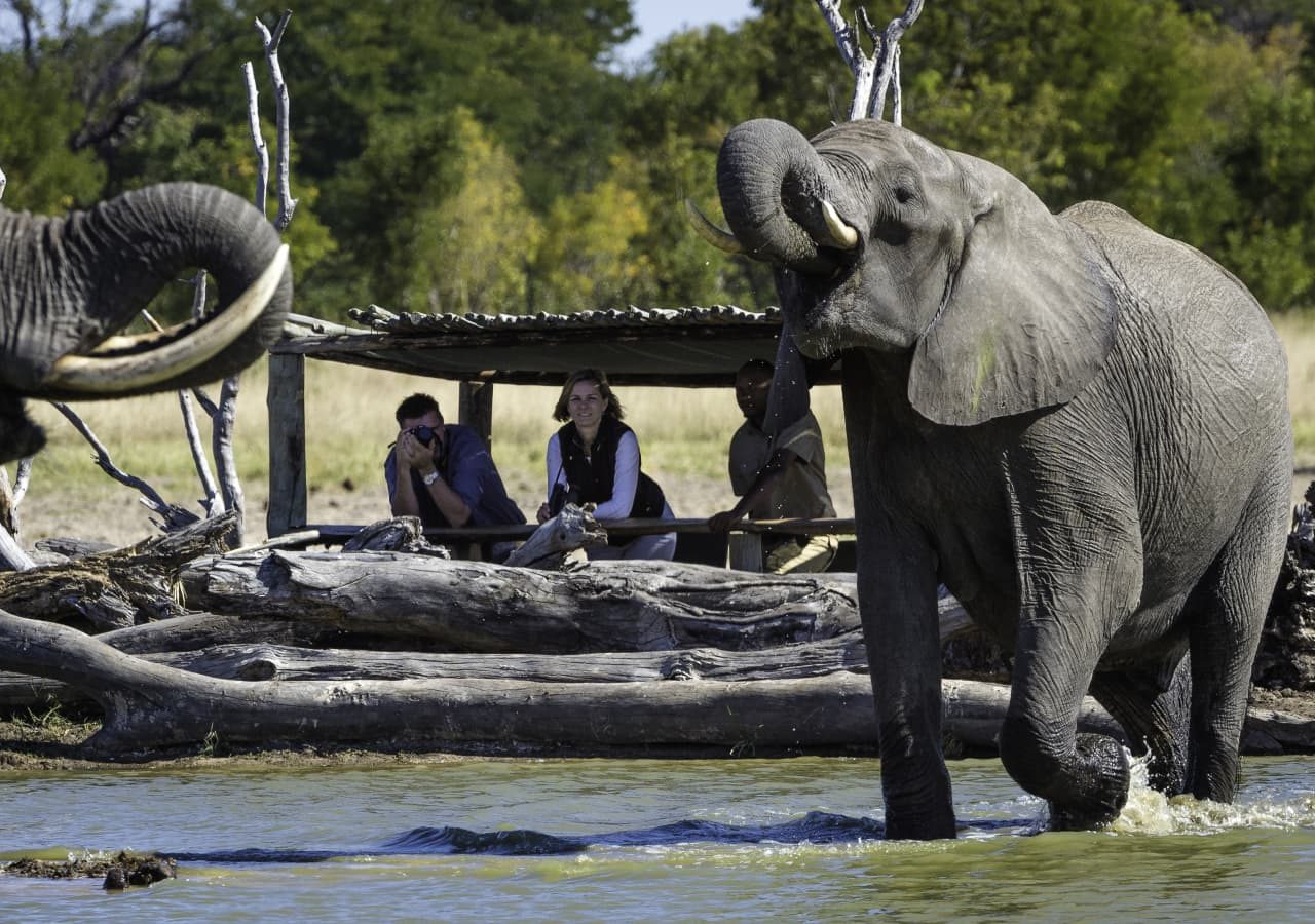 Little makalolo camp elephant sighting from the log pile hide 1280