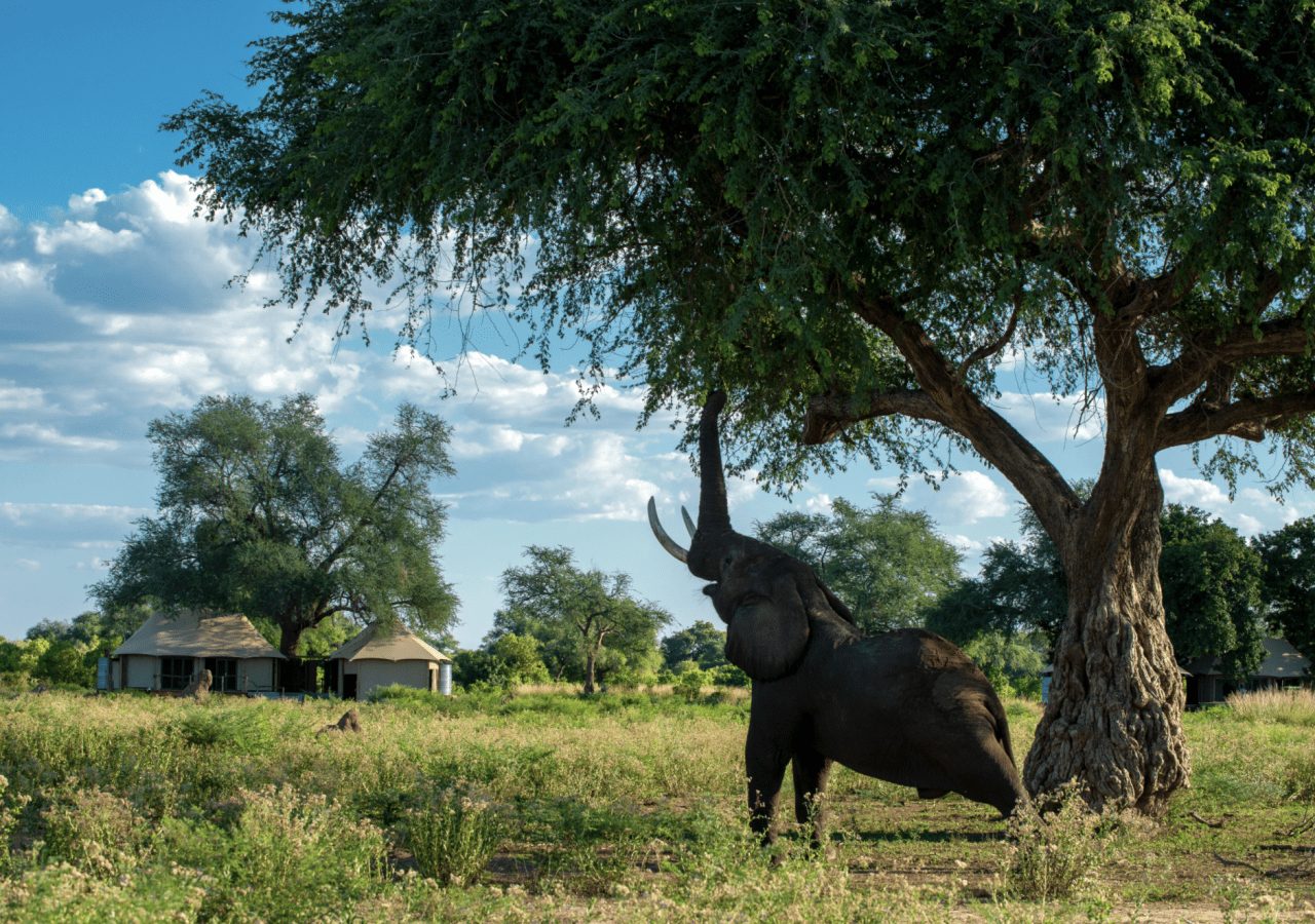 Nyamatusi camp elephant at the camp 1280