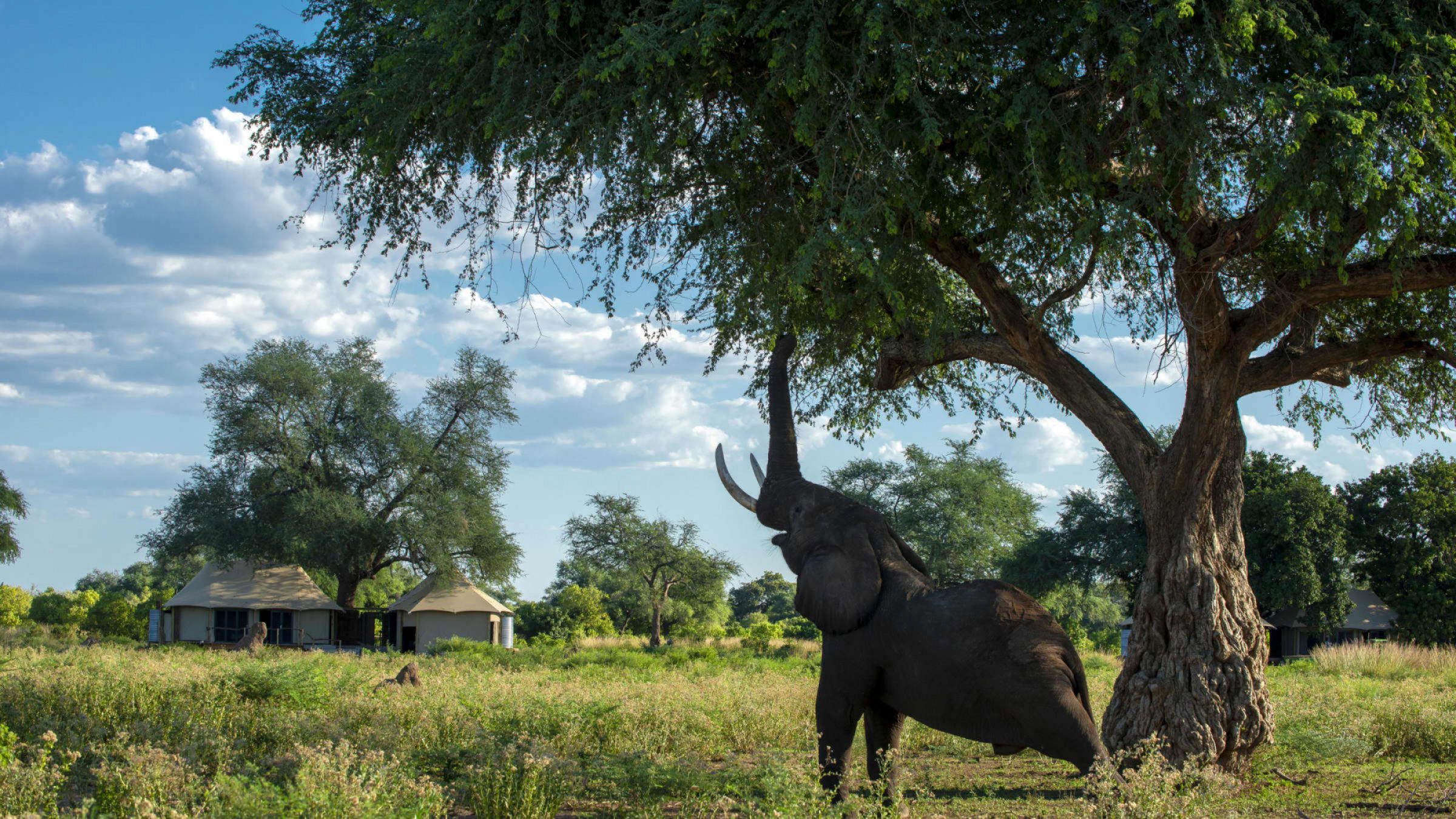 Nyamatusi mahogany family suite exterior with elephant 2400