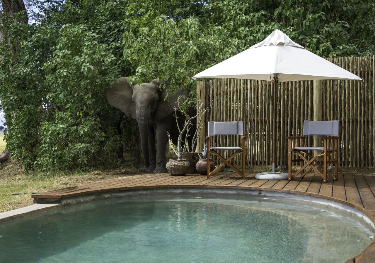 Ruckomechi camp elephant by the pool 1280