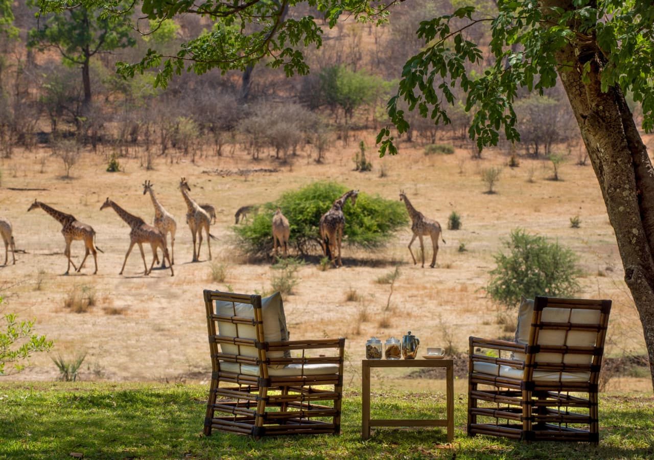 Stanley and livingstone boutique hotel morning coffee with a view of giraffes 1280