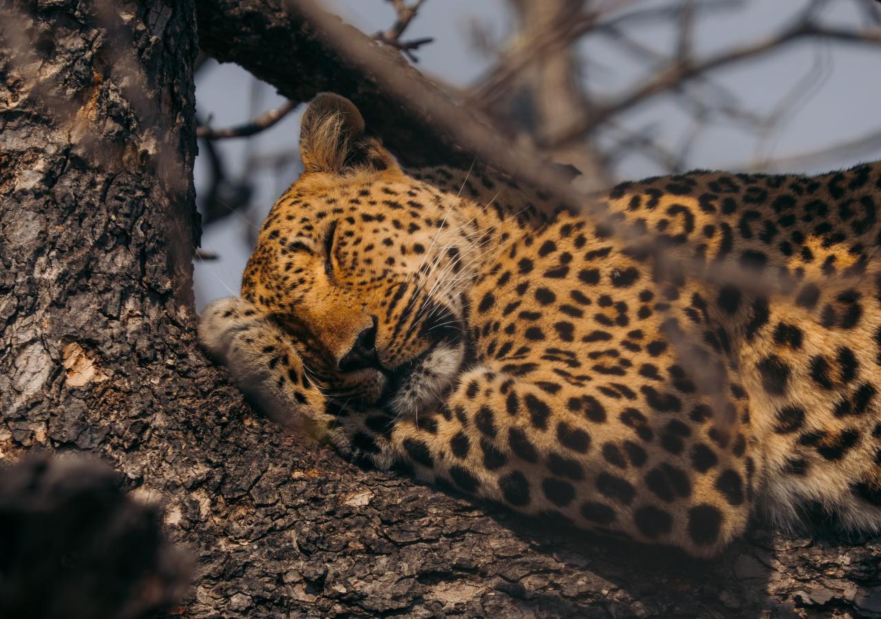 leopard napping in a tree in South Africa (copyright: Mahlatini)