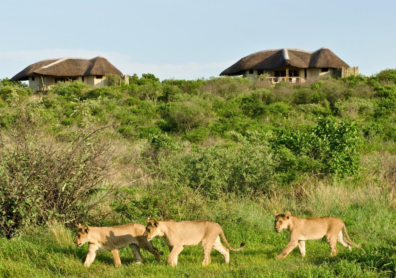 lion cubs walking pass Tau Camp in Kalahari, Botswana