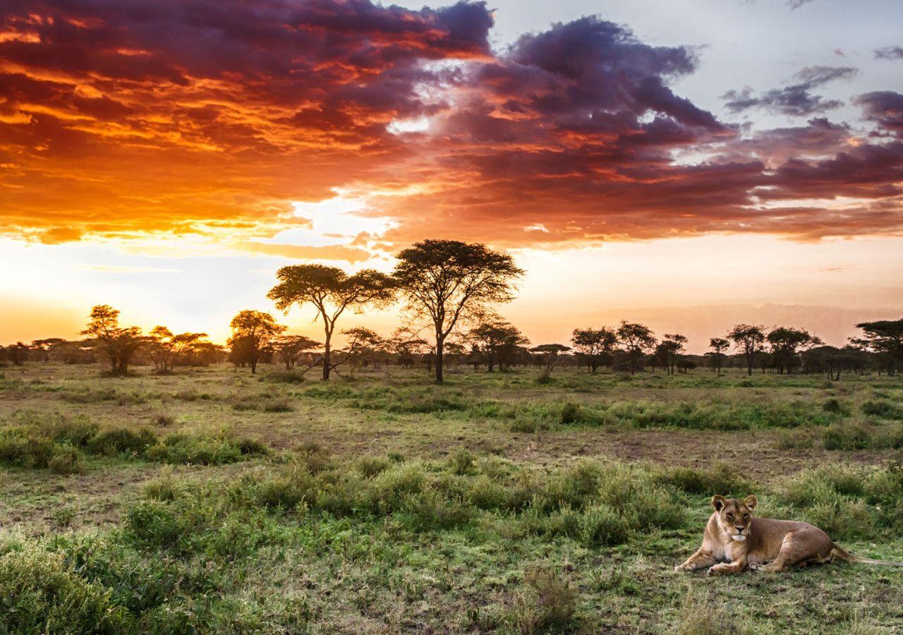 Lion lying in the veld during sunset