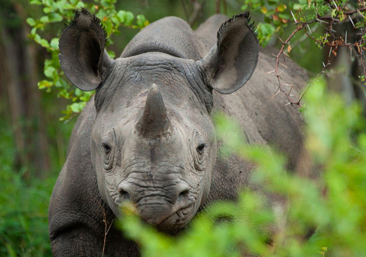 one-horned rhino up close