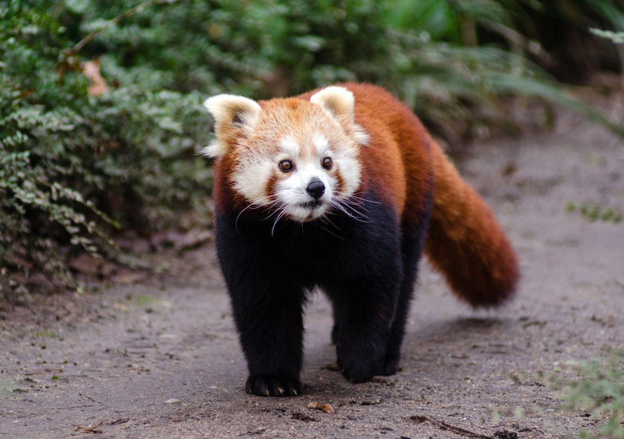 red panda walking