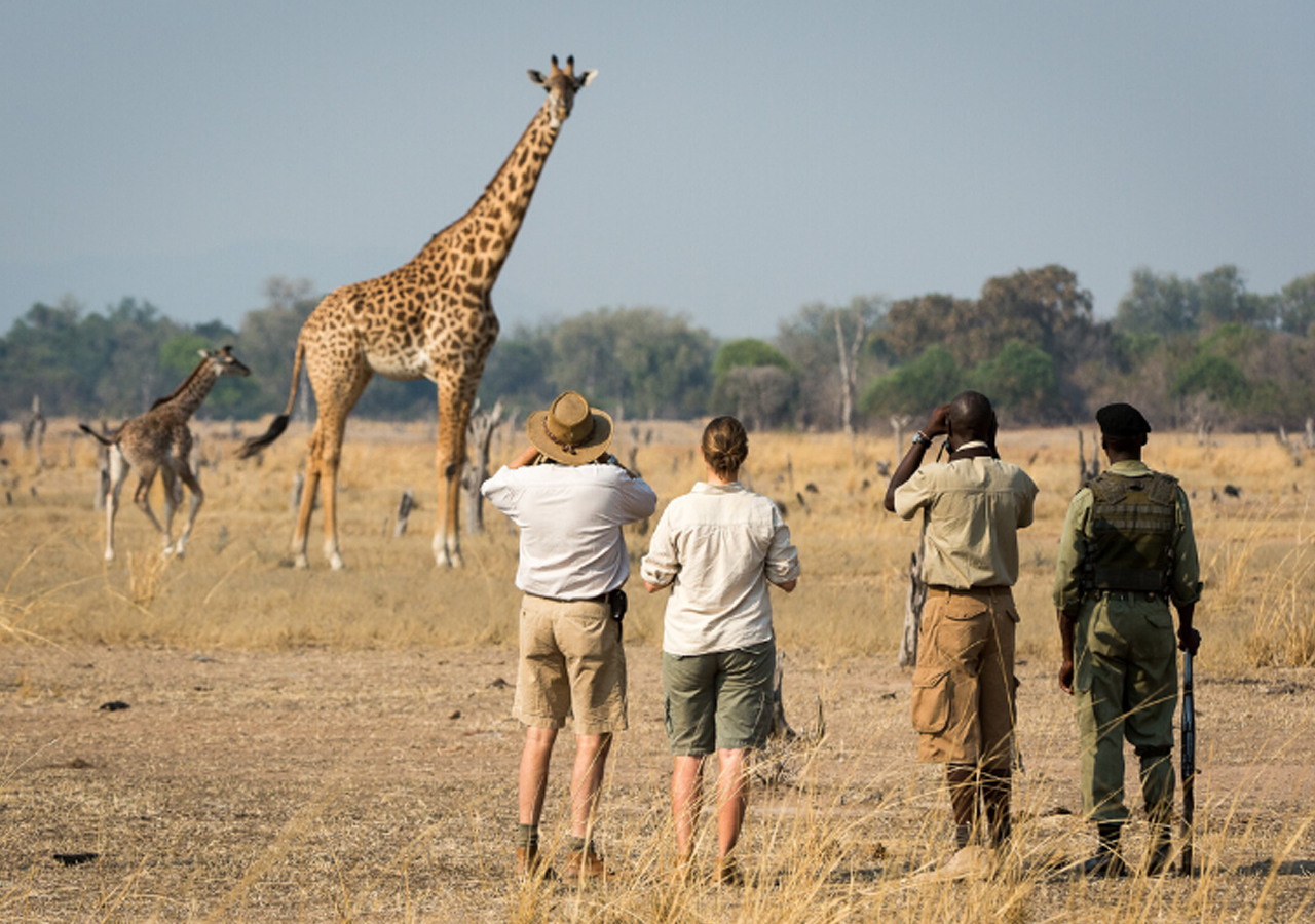 Giraffe Spotted on a Walking Safari