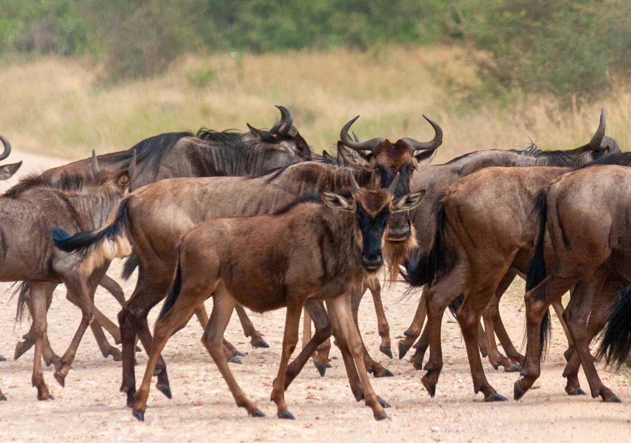 wildebeest calf in serengeti